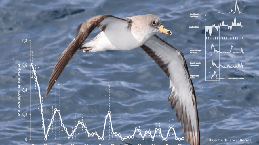 Indice océano-climatique