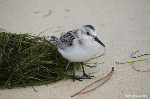 Oiseaux marins