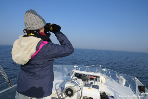 Oiseaux marins