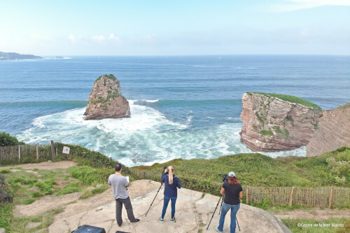 Oiseaux marins
