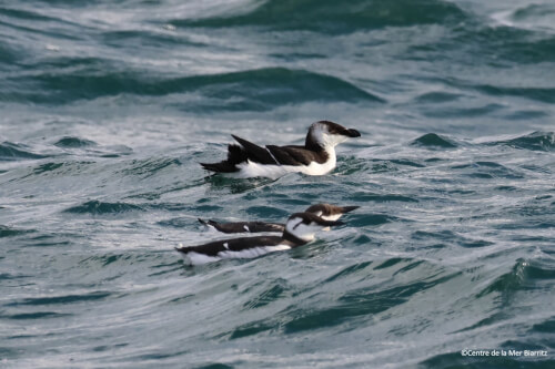 Oiseaux marins