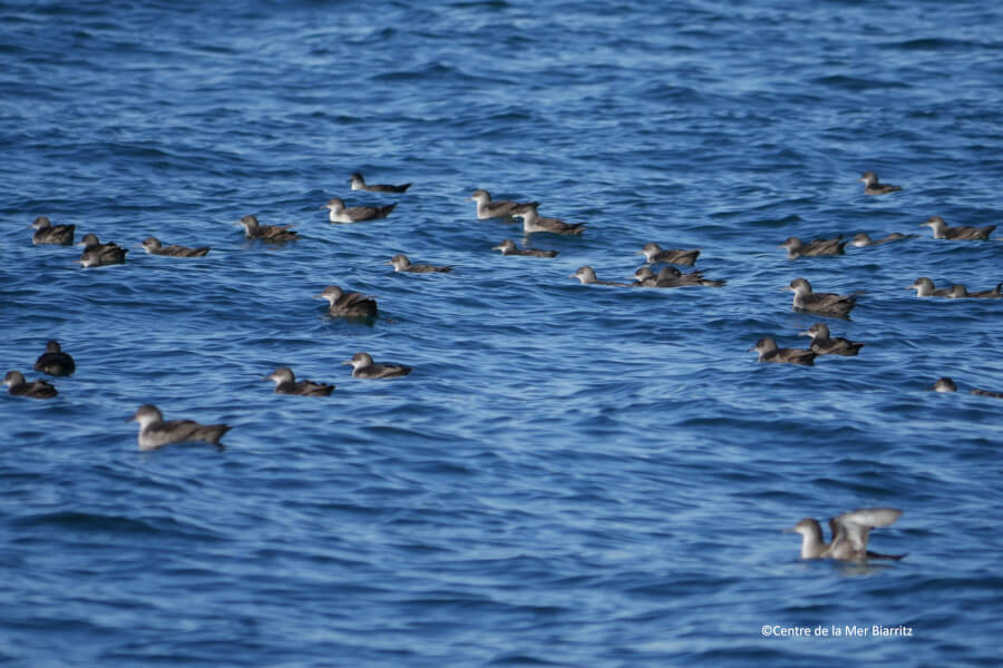 Oiseaux marins