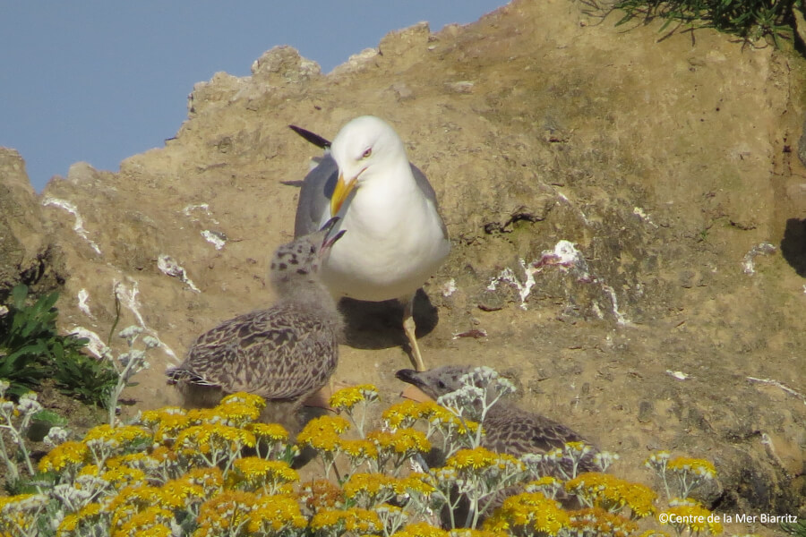 Oiseaux marins
