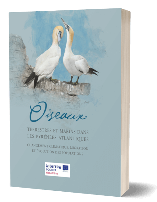 Oiseaux marins